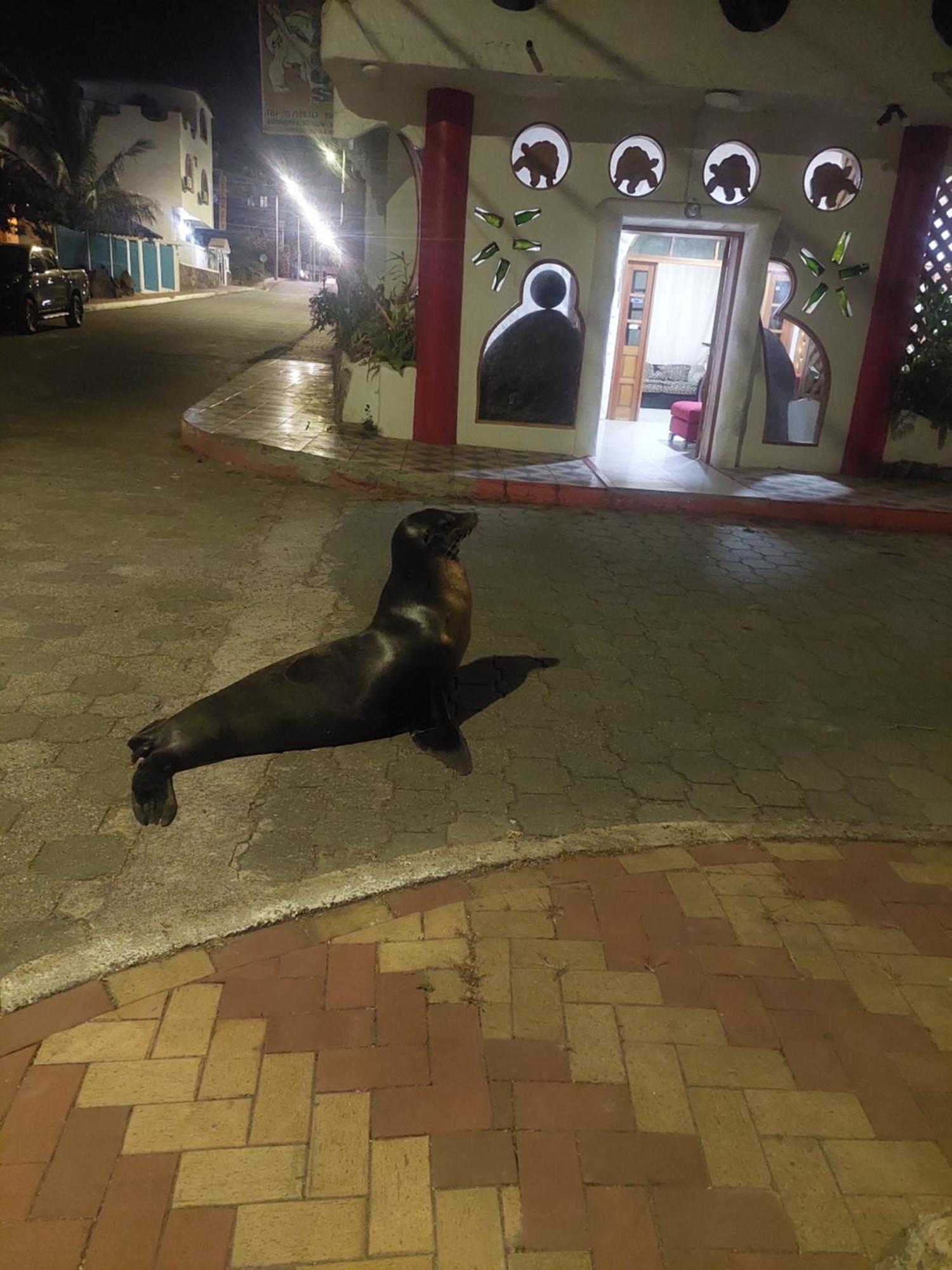 Royal Galapagos Inn 푸에르토 바케리조 모레노 외부 사진